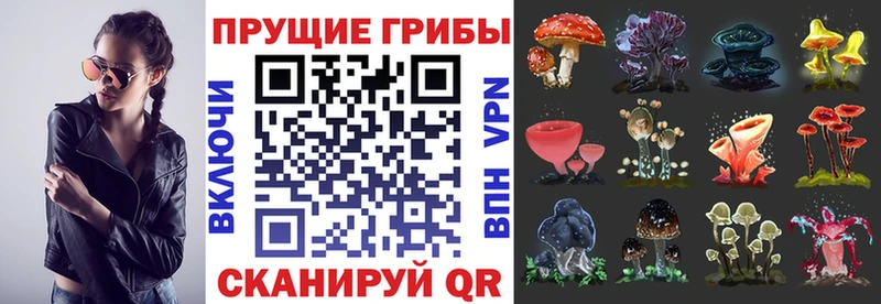 Галлюциногенные грибы мицелий  блэк спрут рабочий сайт  Александровское 